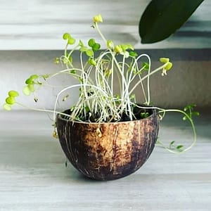 Cotton Flower Candle